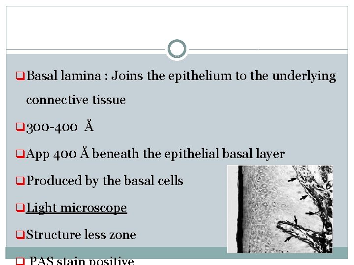 q Basal lamina : Joins the epithelium to the underlying connective tissue q 300