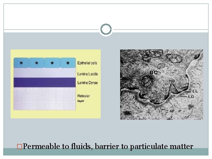 �Permeable to fluids, barrier to particulate matter 