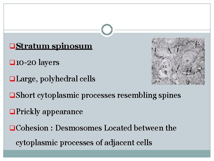 q Stratum spinosum q 10 -20 layers q Large, polyhedral cells q Short cytoplasmic