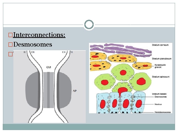 �Interconnections: �Desmosomes �Tight junctions (Zonae occludens) 