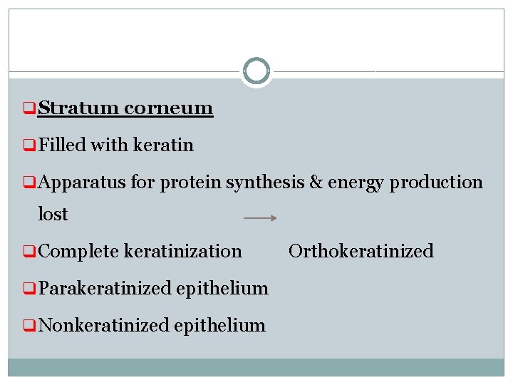 q Stratum corneum q Filled with keratin q Apparatus for protein synthesis & energy