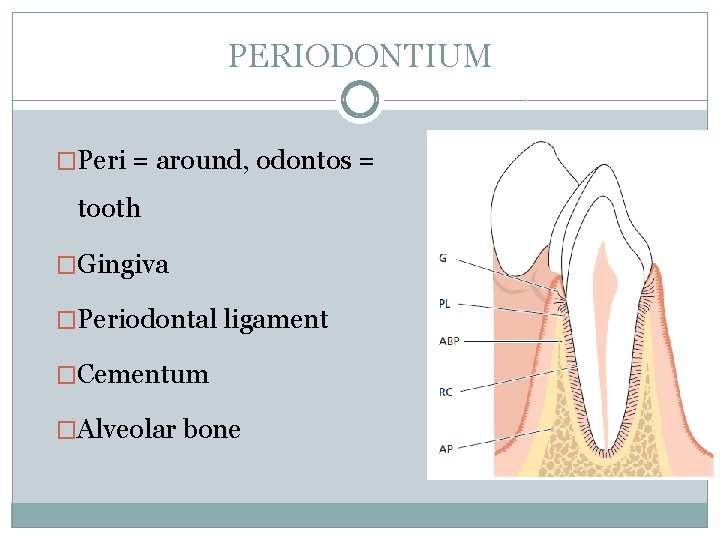 PERIODONTIUM �Peri = around, odontos = tooth �Gingiva �Periodontal ligament �Cementum �Alveolar bone 