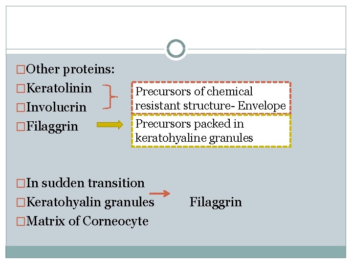 �Other proteins: �Keratolinin �Involucrin �Filaggrin Precursors of chemical resistant structure- Envelope Precursors packed in