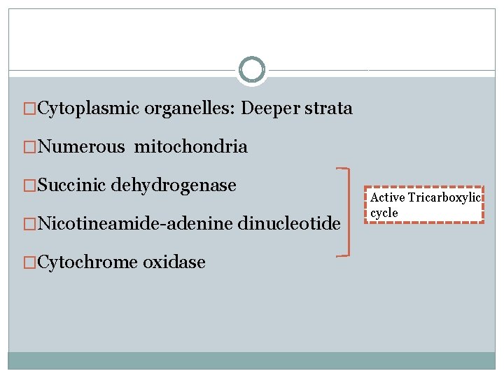 �Cytoplasmic organelles: Deeper strata �Numerous mitochondria �Succinic dehydrogenase �Nicotineamide-adenine dinucleotide �Cytochrome oxidase Active Tricarboxylic