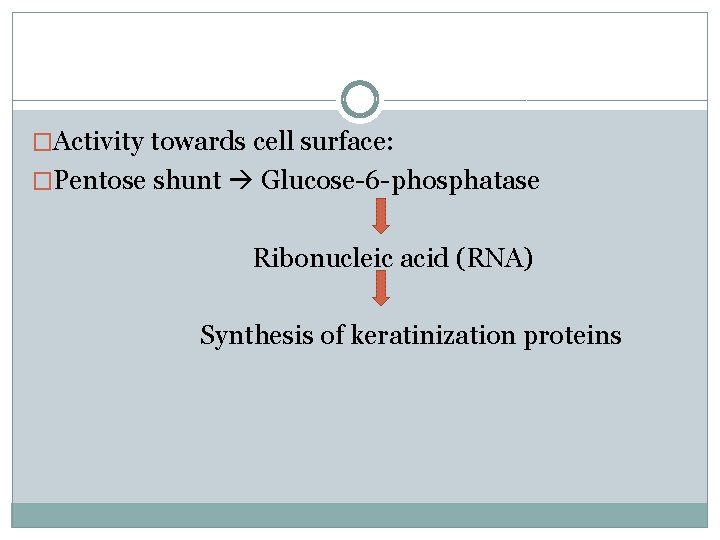 �Activity towards cell surface: �Pentose shunt Glucose-6 -phosphatase Ribonucleic acid (RNA) Synthesis of keratinization