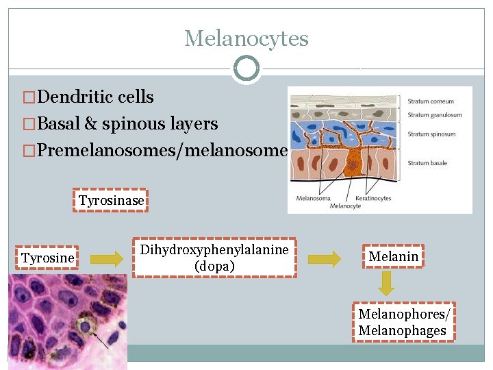 Melanocytes �Dendritic cells �Basal & spinous layers �Premelanosomes/melanosomes Tyrosinase Tyrosine Dihydroxyphenylalanine (dopa) Melanin Melanophores/