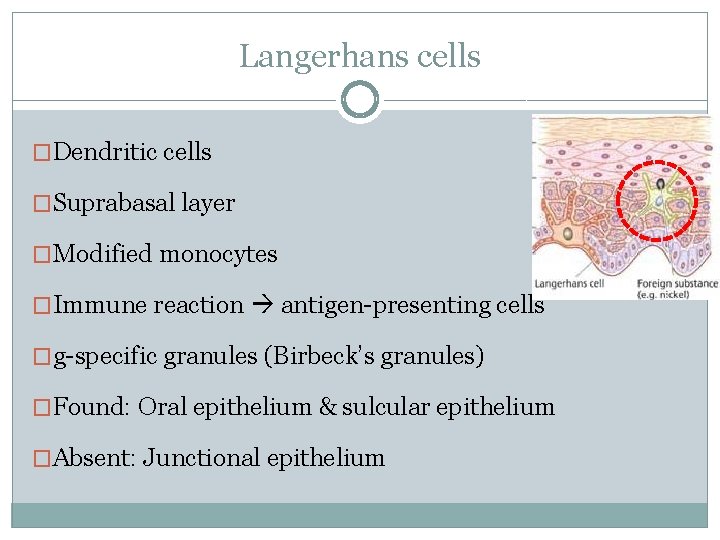 Langerhans cells �Dendritic cells �Suprabasal layer �Modified monocytes �Immune reaction antigen-presenting cells �g-specific granules