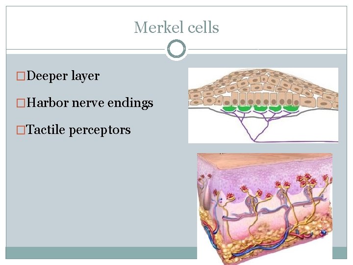 Merkel cells �Deeper layer �Harbor nerve endings �Tactile perceptors 
