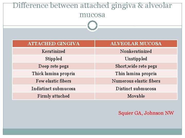 Difference between attached gingiva & alveolar mucosa ATTACHED GINGIVA ALVEOLAR MUCOSA Keratinized Nonkeratinized Stippled