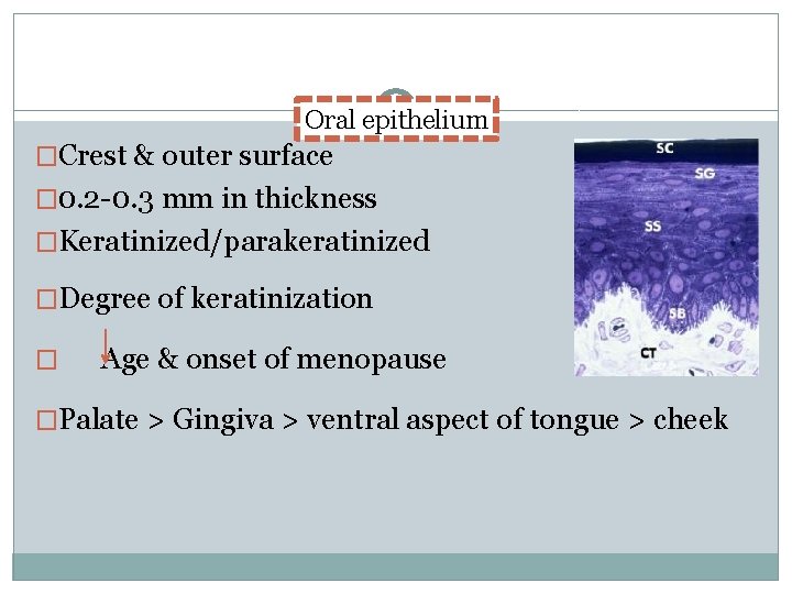 Oral epithelium �Crest & outer surface � 0. 2 -0. 3 mm in thickness