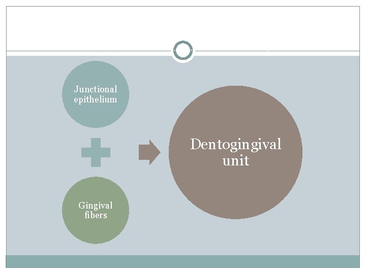 Junctional epithelium Dentogingival unit Gingival fibers 