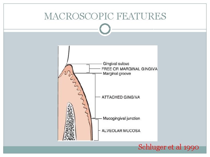 MACROSCOPIC FEATURES Schluger et al 1990 