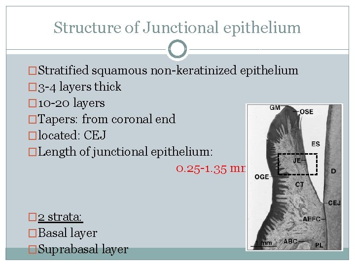Structure of Junctional epithelium �Stratified squamous non-keratinized epithelium � 3 -4 layers thick �
