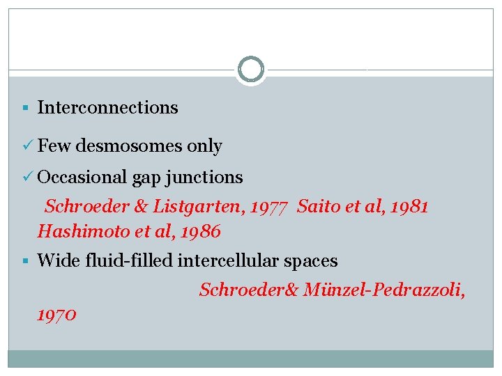 § Interconnections ü Few desmosomes only ü Occasional gap junctions Schroeder & Listgarten, 1977