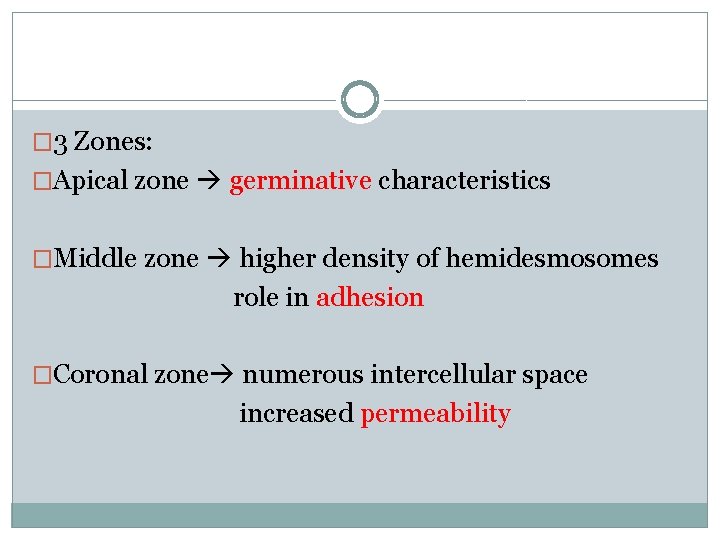 � 3 Zones: �Apical zone germinative characteristics �Middle zone higher density of hemidesmosomes role