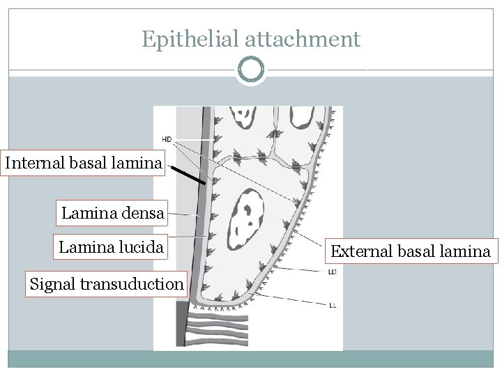 Epithelial attachment Internal basal lamina Lamina densa Lamina lucida Signal transuduction External basal lamina