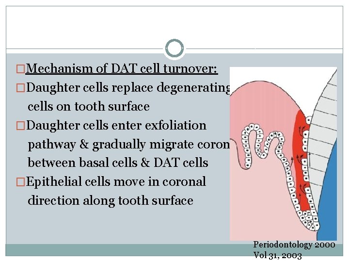 �Mechanism of DAT cell turnover: �Daughter cells replace degenerating cells on tooth surface �Daughter