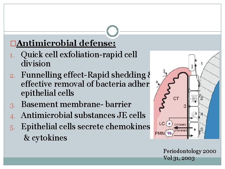 �Antimicrobial defense: 1. Quick cell exfoliation-rapid cell 2. 3. 4. 5. division Funnelling effect-Rapid