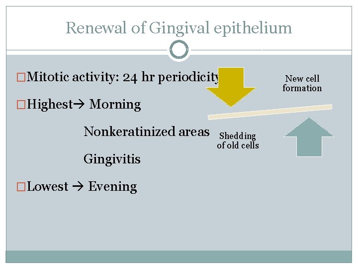 Renewal of Gingival epithelium �Mitotic activity: 24 hr periodicity �Highest Morning Nonkeratinized areas Gingivitis