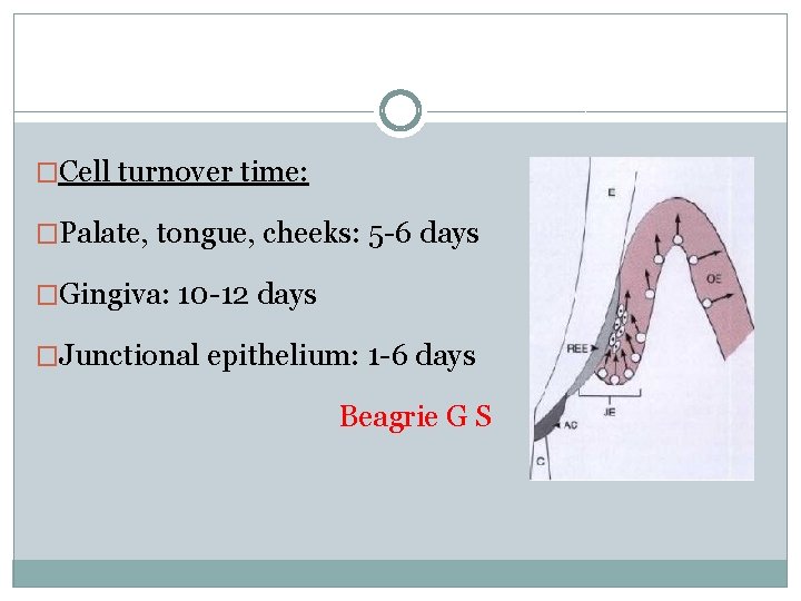 �Cell turnover time: �Palate, tongue, cheeks: 5 -6 days �Gingiva: 10 -12 days �Junctional