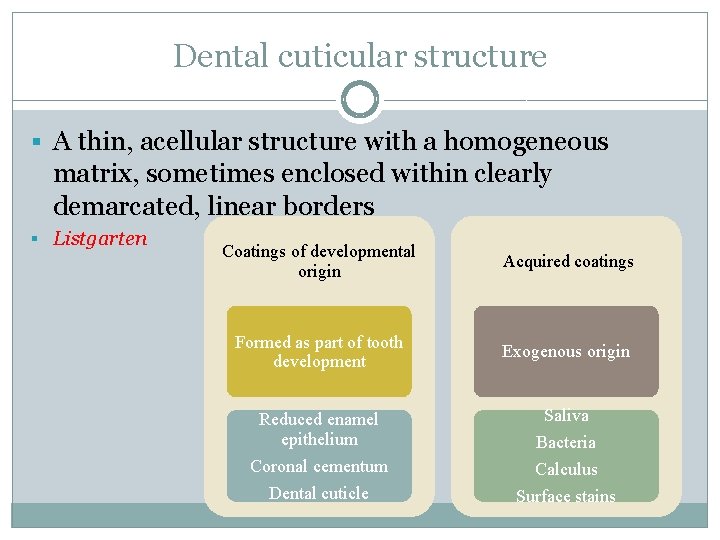 Dental cuticular structure § A thin, acellular structure with a homogeneous matrix, sometimes enclosed