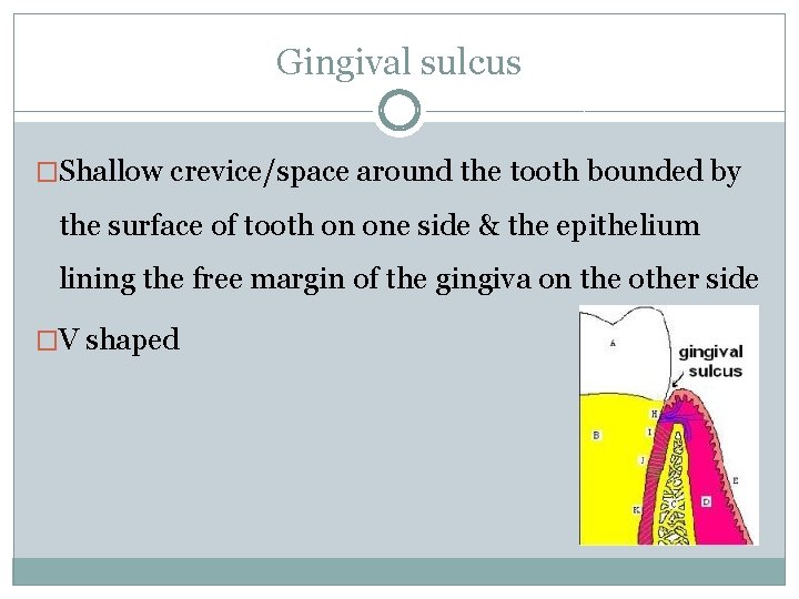Gingival sulcus �Shallow crevice/space around the tooth bounded by the surface of tooth on