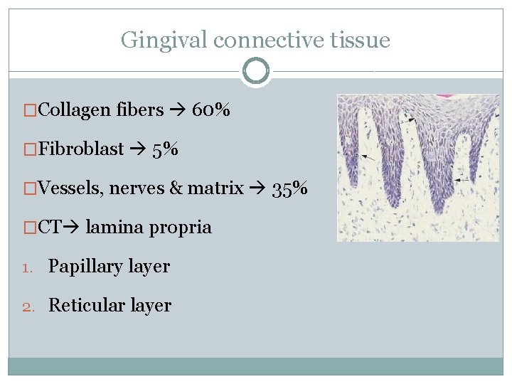 Gingival connective tissue �Collagen fibers 60% �Fibroblast 5% �Vessels, nerves & matrix 35% �CT