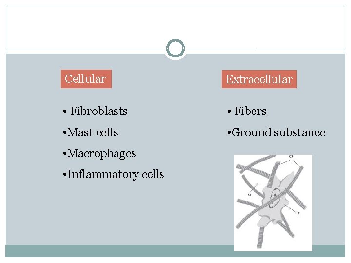 Cellular Extracellular • Fibroblasts • Fibers • Mast cells • Ground substance • Macrophages