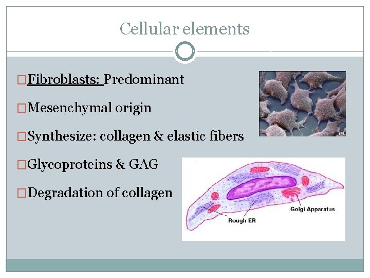 Cellular elements �Fibroblasts: Predominant �Mesenchymal origin �Synthesize: collagen & elastic fibers �Glycoproteins & GAG