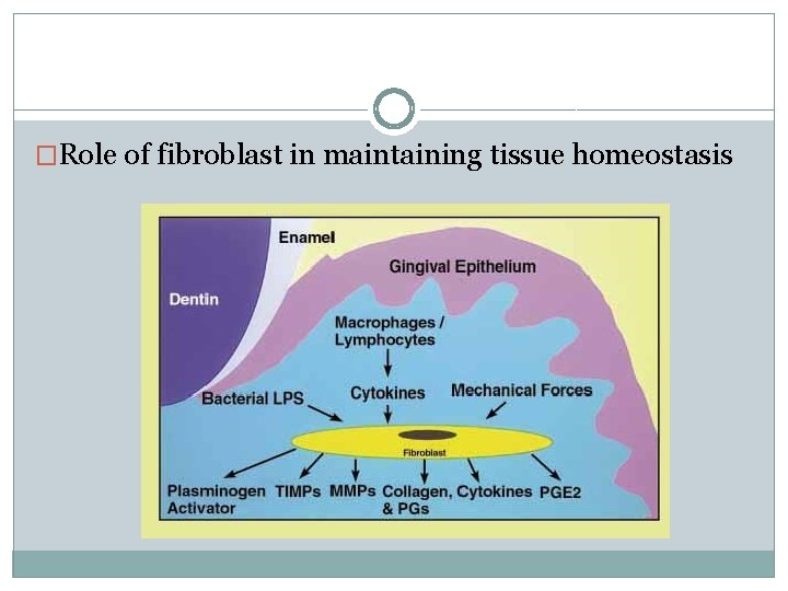 �Role of fibroblast in maintaining tissue homeostasis 