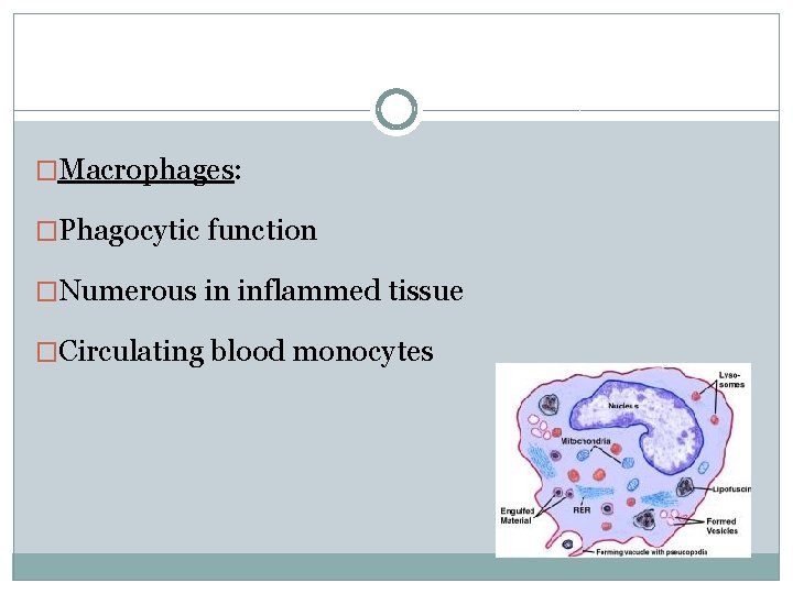 �Macrophages: �Phagocytic function �Numerous in inflammed tissue �Circulating blood monocytes 