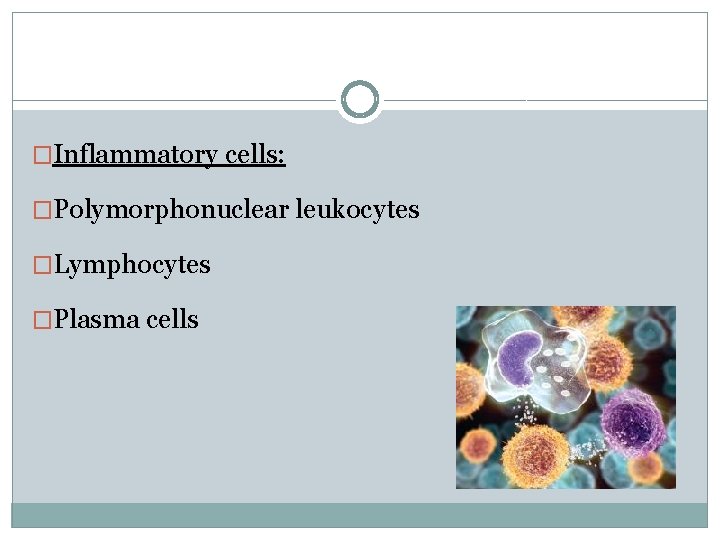 �Inflammatory cells: �Polymorphonuclear leukocytes �Lymphocytes �Plasma cells 