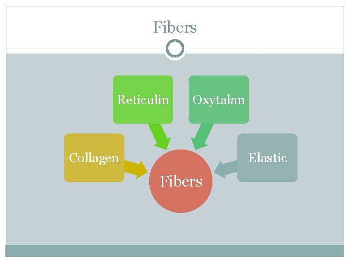 Fibers Reticulin Oxytalan Collagen Elastic Fibers 