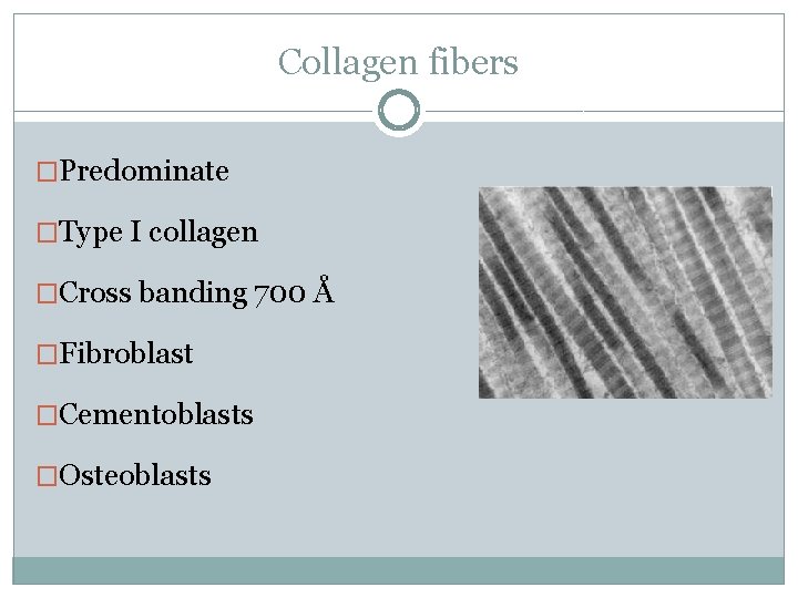 Collagen fibers �Predominate �Type I collagen �Cross banding 700 Å �Fibroblast �Cementoblasts �Osteoblasts 