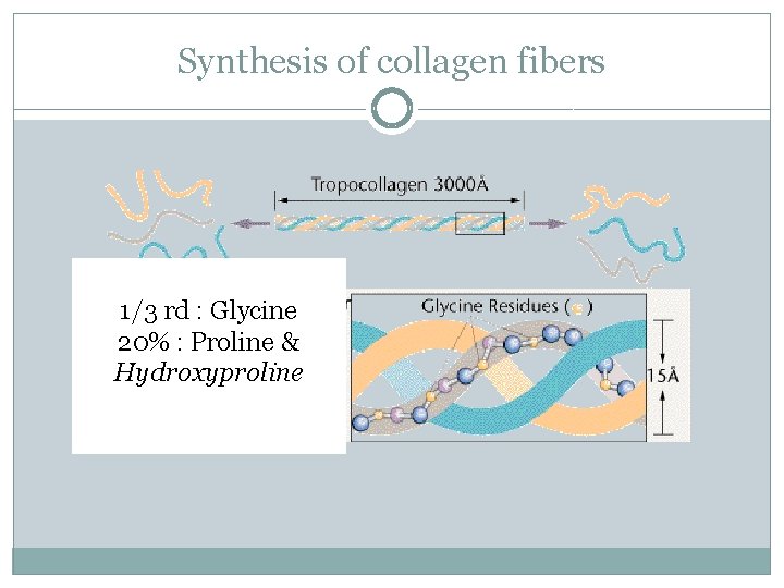 Synthesis of collagen fibers 1/3 rd : Glycine 20% : Proline & Hydroxyproline 