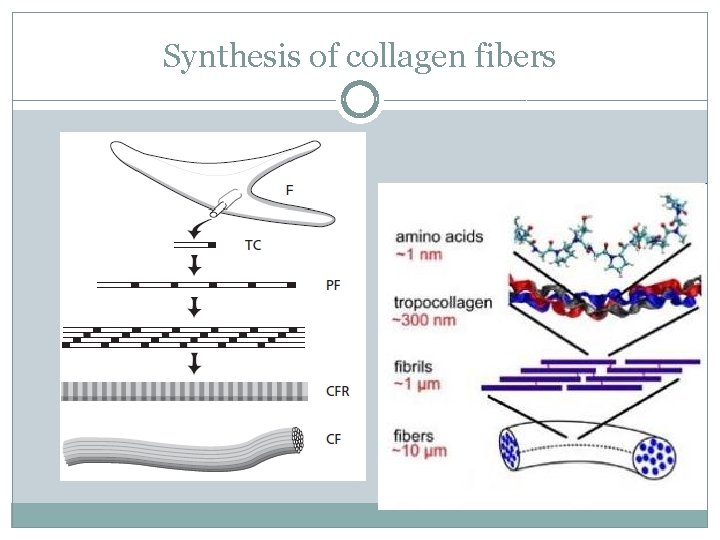 Synthesis of collagen fibers 