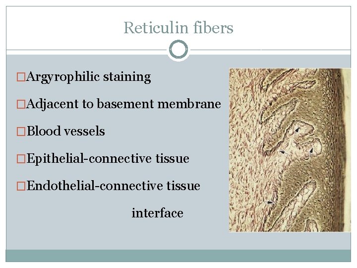 Reticulin fibers �Argyrophilic staining �Adjacent to basement membrane �Blood vessels �Epithelial-connective tissue �Endothelial-connective tissue