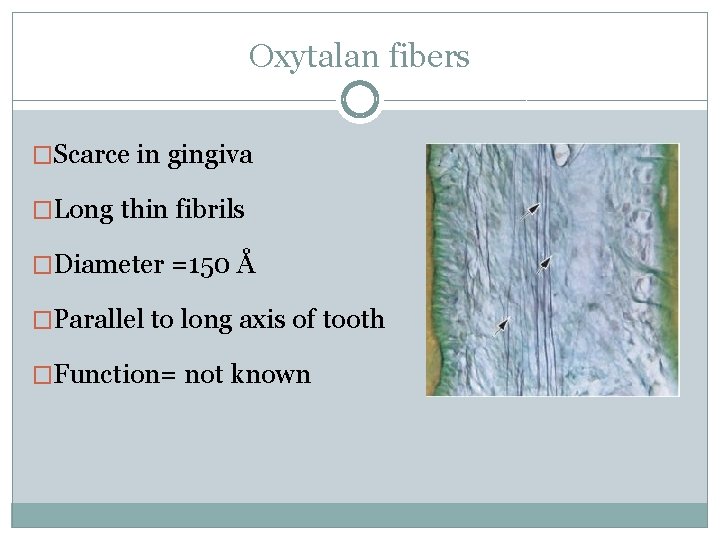 Oxytalan fibers �Scarce in gingiva �Long thin fibrils �Diameter =150 Å �Parallel to long