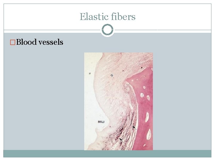 Elastic fibers �Blood vessels 