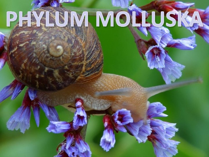 PHYLUM MOLLUSKA 