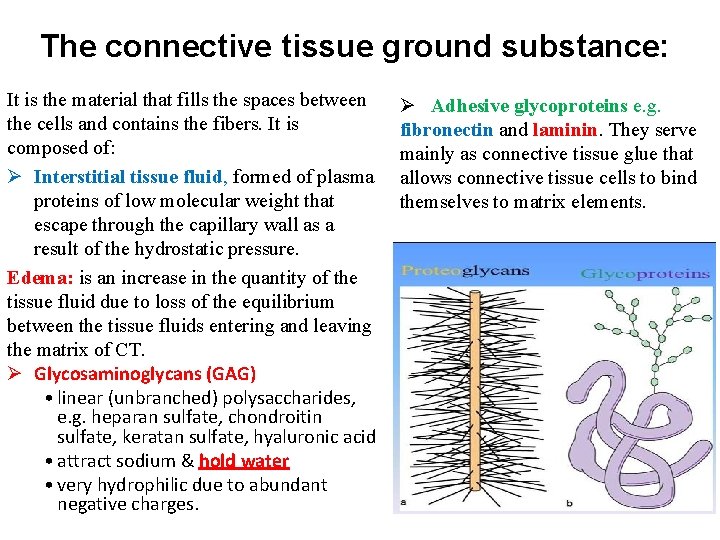 The connective tissue ground substance: It is the material that fills the spaces between