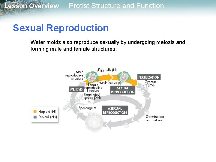 Lesson Overview Protist Structure and Function Sexual Reproduction Water molds also reproduce sexually by