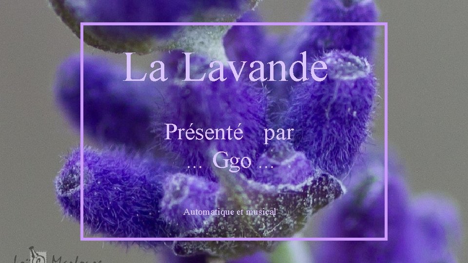 La Lavande Présenté par. . . Ggo. . . Automatique et musical 