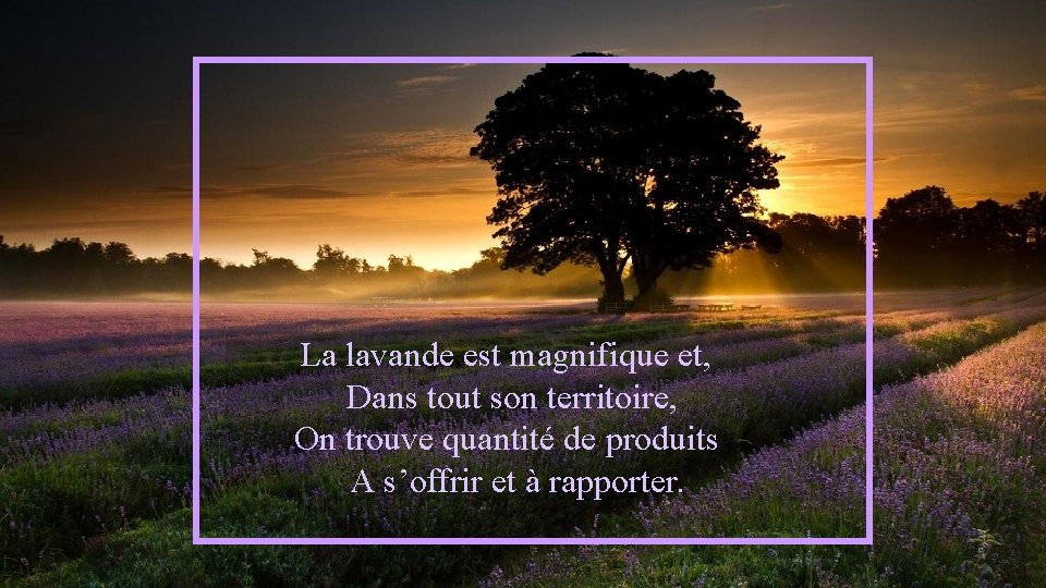 La lavande est magnifique et, Dans tout son territoire, On trouve quantité de produits