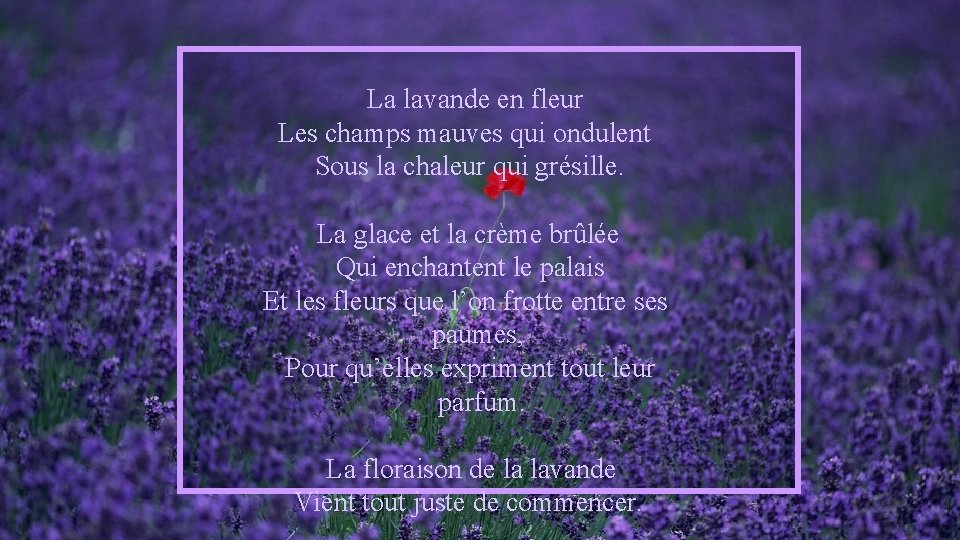 La lavande en fleur Les champs mauves qui ondulent Sous la chaleur qui grésille.