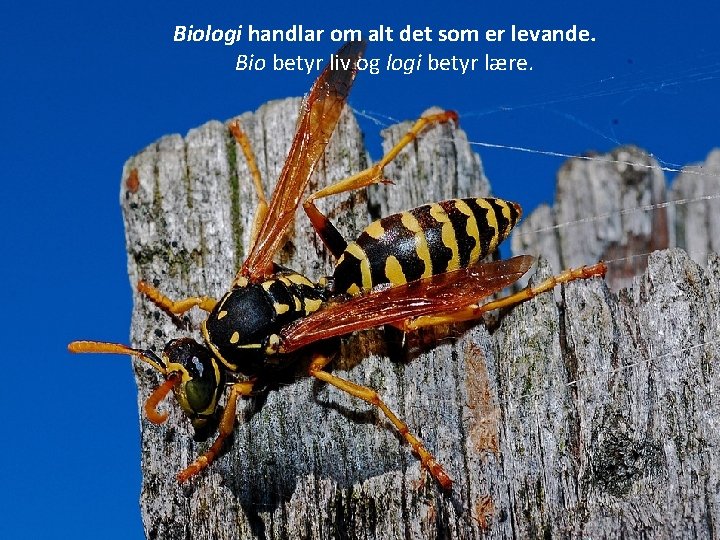 Biologi handlar om alt det som er levande. Bio betyr liv og logi betyr