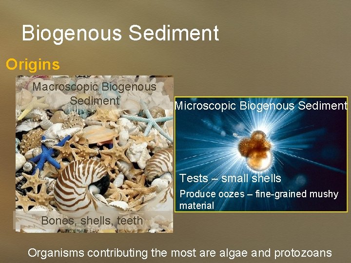 Biogenous Sediment Origins Macroscopic Biogenous Sediment Microscopic Biogenous Sediment Tests – small shells Produce