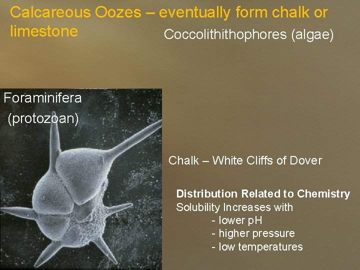 Calcareous Oozes – eventually form chalk or limestone Coccolithithophores (algae) Foraminifera (protozoan) Chalk –