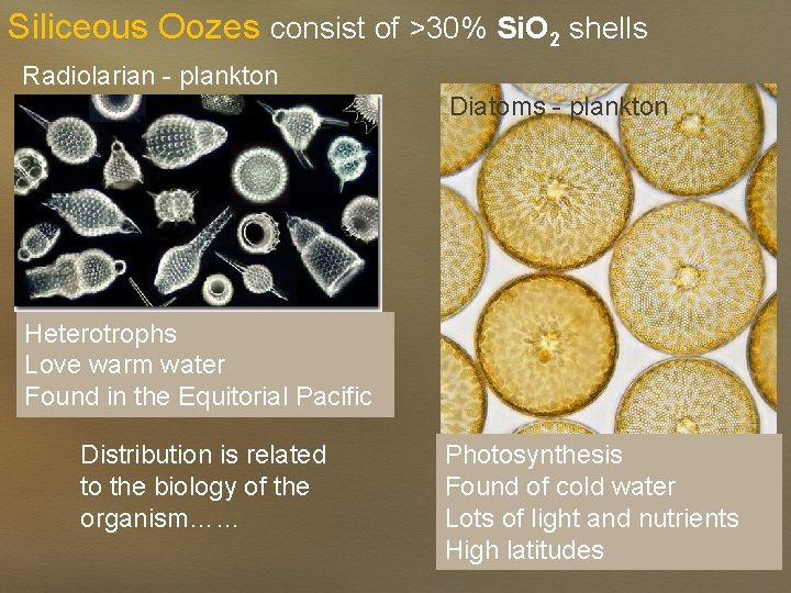 Siliceous Oozes consist of >30% Si. O 2 shells Radiolarian - plankton Diatoms -