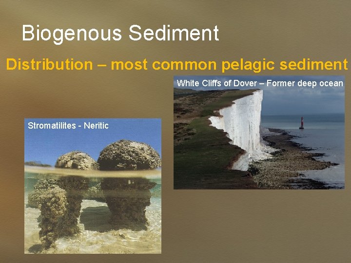 Biogenous Sediment Distribution – most common pelagic sediment White Cliffs of Dover – Former